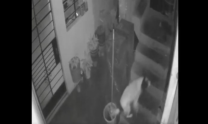 家に投げ込まれたダイナマイト、飼い犬が導火線を噛み切って家族を守る！