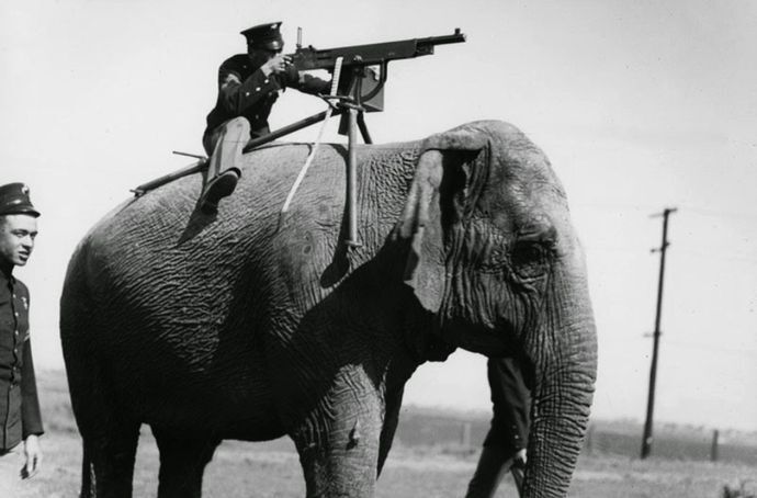 銃で撃つも突進止まらず、子連れ雌ゾウに踏まれサファリ散策の高齢女性2人即死！