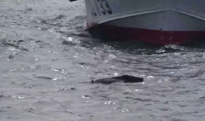 海保巡視艇が佐世保港沖を哨戒中に「まさかの動物」と遭遇！