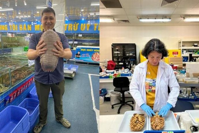 新種のダイオオグソクムシ、ダース・ベイダーにちなんで命名！