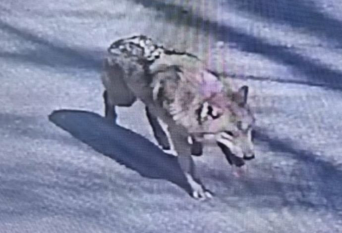 韓国のテーマパークからオオカミが脱走、特殊部隊などが出動し捜索！