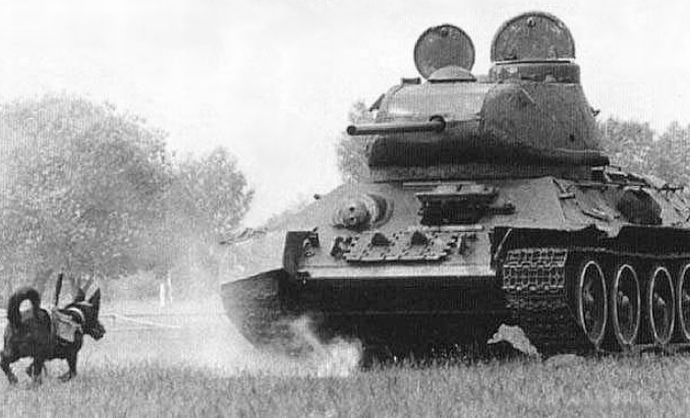 野良犬を自爆犬にしてウクライナに送る案がロシアで却下された残念な理由！