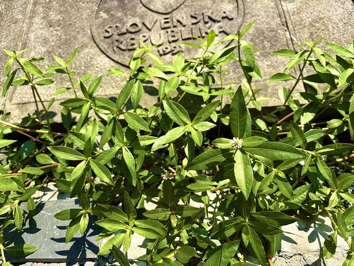 地球上最悪の侵略的植物「ナガエツルノゲイトウ」じわじわ拡大、31都府県で確認…半端ではない繁殖力で稲収穫できず！