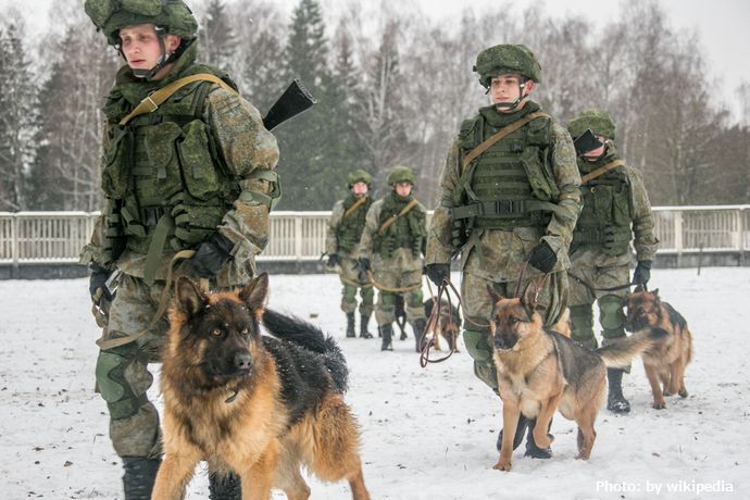 ロシアで「野良犬」動員の動き、議員が地雷除去作業に利用することを提案！