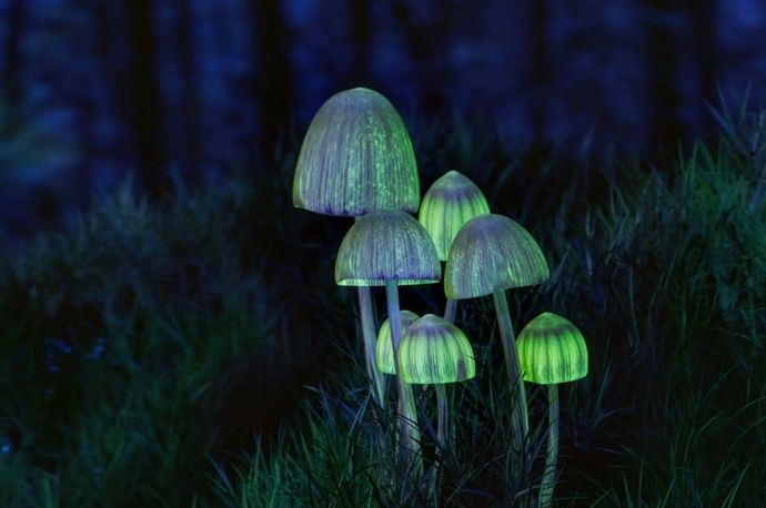 キノコのメモリスタを開発…オハイオ州立大学！