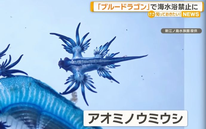 強い毒性を持つ生物「ブルードラゴン」発見…スペインで海水浴禁止に！