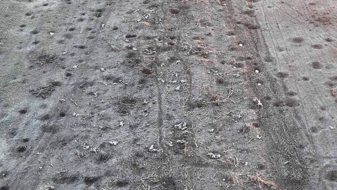 ロシア兵の死体、回収されず放置され野良犬に食われまくってる模様！