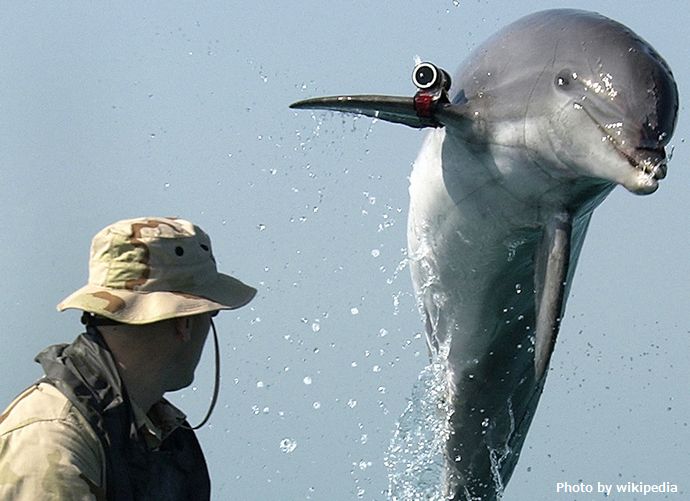 NMMP_dolphin_with_locator
