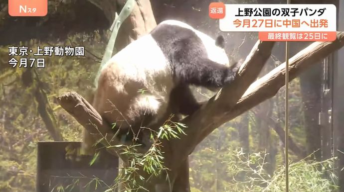 日本最後のパンダに？来週返還に中国ネット「恨むなら自分たちの首相を」！