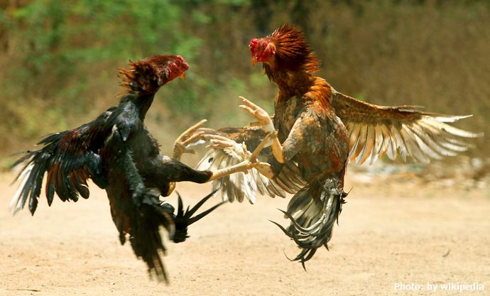 インドで闘鶏のニワトリに襲われ男性2人が死亡…足に刃を結びつけ！