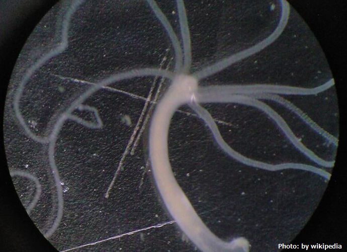 なぜ生物は眠るのか？「脳がなくても眠る」という驚愕の研究が覆す「人間の常識」！