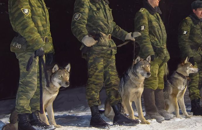 フィンランドのトナカイが危機に直面、原因はロシアで急増のオオカミか！