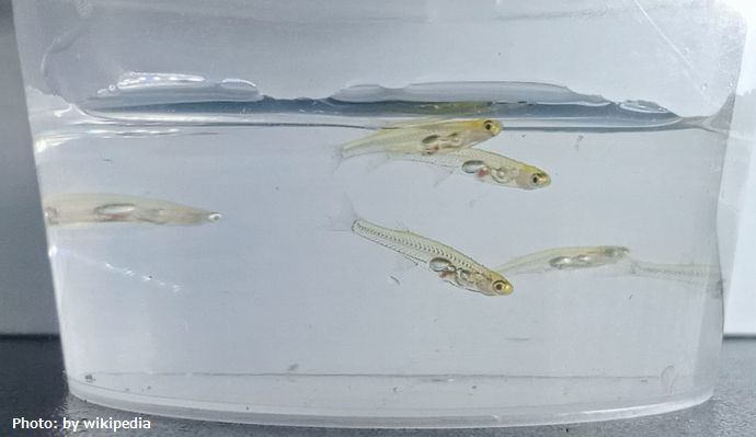 爪サイズの体から銃声やジェット機レベルの爆音が出せる小魚！