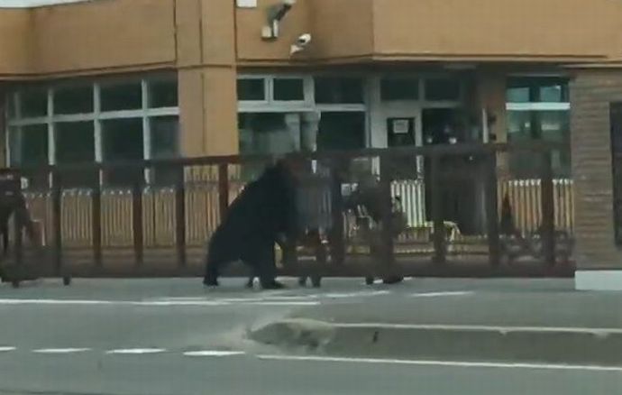 陸自美唄駐屯地にヒグマ出没、通報を受けた警察はパトロールを強化！