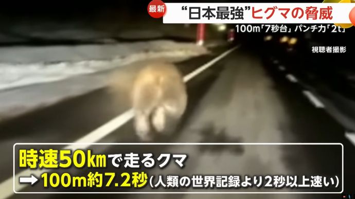 ヒグマの驚異的な身体能力…100mを約7.2秒(時速50km)で走り、パンチ力は2トン！