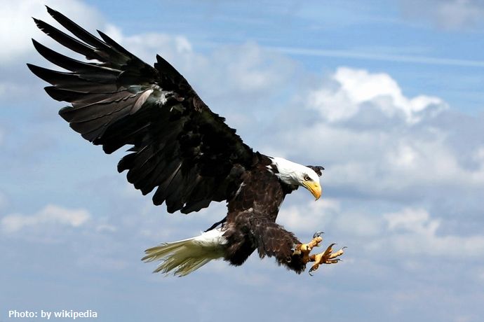 インド軍がワシを使って中国の小型ドローンを撃墜しようとしている…訓練では完全に破壊も！