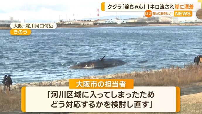 クジラ「淀ちゃん」が流され岸に漂着、 ややこしい事態に…大阪市と国土交通省の管轄問題！