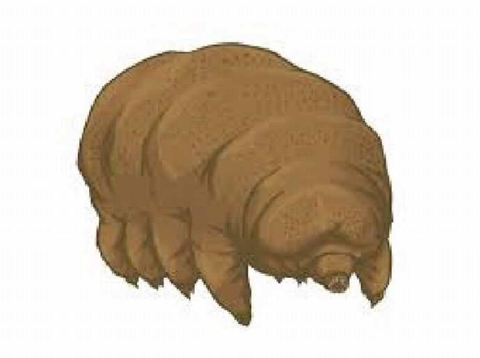 最強生物「クマムシ」の遺伝子を人間の幹細胞に挿入する遺伝子実験を中国の軍事研究チームが実行…スーパーソルジャー開発へ！