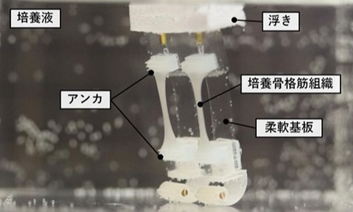 世界初！筋肉で動く二足歩行ロボット…培養骨格筋組織による細やかな旋回動作の実現