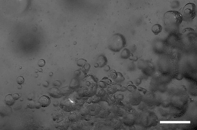 ついに「鬼火」の原因が解明されたかもしれない…水が火をつける驚きのメカニズム！