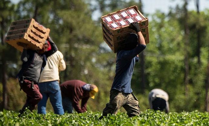 アメリカの農場、「移民不在」で人手不足に…収穫が追いつかず農作物が腐敗！