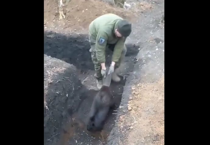 ウクライナ侵攻でビーバーが大活躍…何キロにもわたるダムをつくりロシア軍の侵攻を阻む！