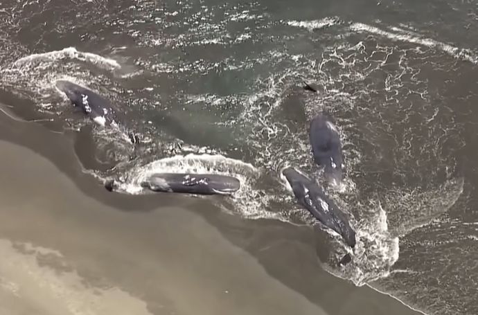 千葉県の海岸に何頭ものクジラが打ち上げられる…地震との関係は？！