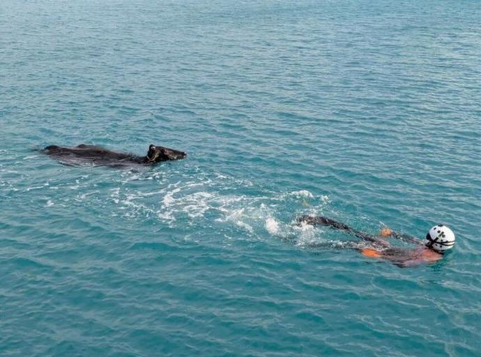 海上保安庁の潜水士、海を泳いでいた牛を救助…宮古島海上保安部！