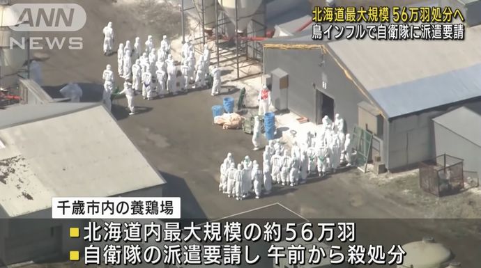 北海道の養鶏場で鳥インフル、約55万8千羽を殺処分…派遣要請した陸自隊員約90人らが交代で処分！