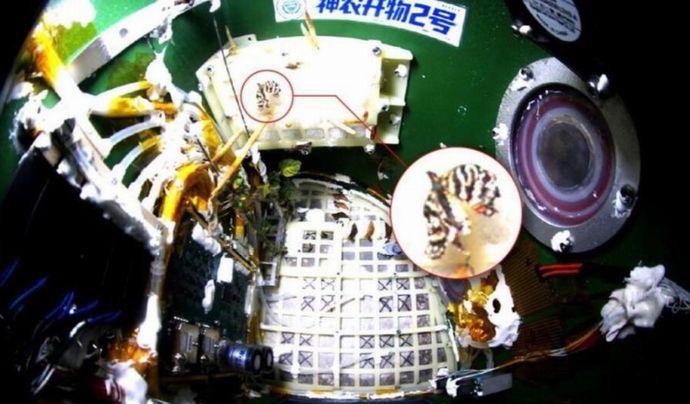 中国、宇宙空間でナミアゲハの羽化に成功…密閉カプセル内で蛹から成虫へ！