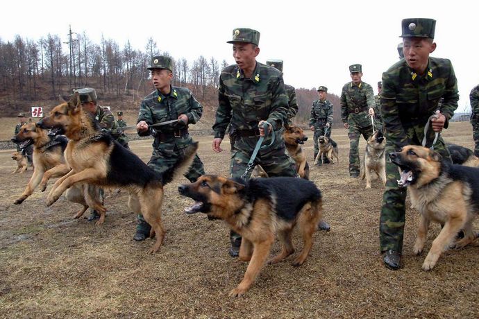 北朝鮮では犬は食品に過ぎない…愛犬の「処分命令」に泣き暮れる女性たち！