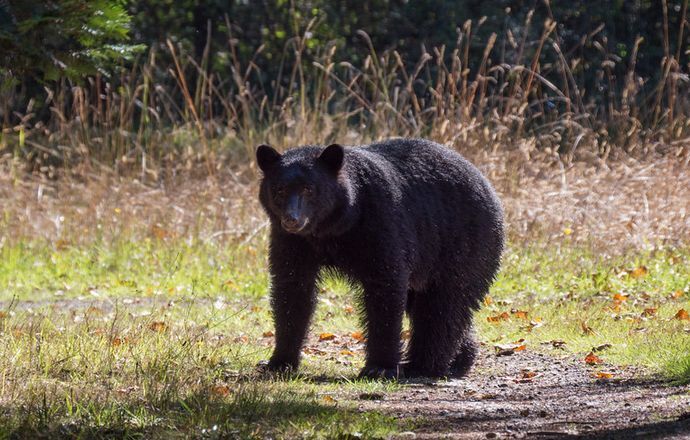 クマと遭遇してしまったら、どうすればいい？対処法は？！