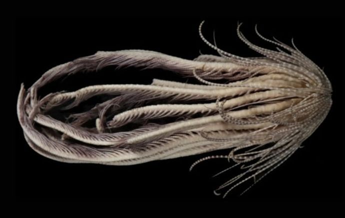 南極の海で20本の腕を持つエイリアンみたいな新種生物を発見！