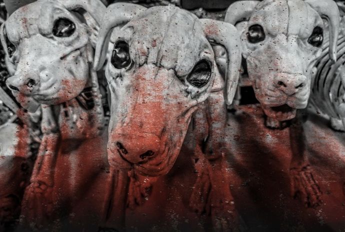 チェルノブイリ原発に住む犬は｢遺伝的に異なる｣…最新の研究結果で！