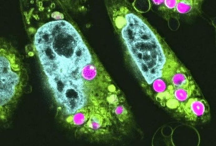 ハムスターに「葉緑体」移植成功、動物細胞に光合成機能加える可能性！