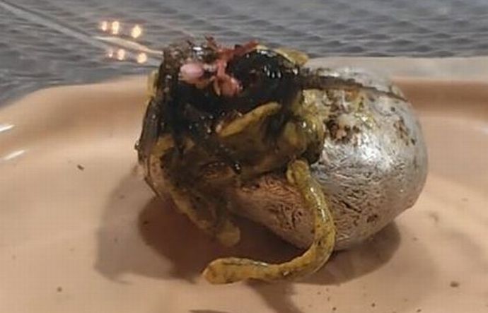 隕石の中からエイリアンが誕生？…触手が蠢くような動画が話題に！