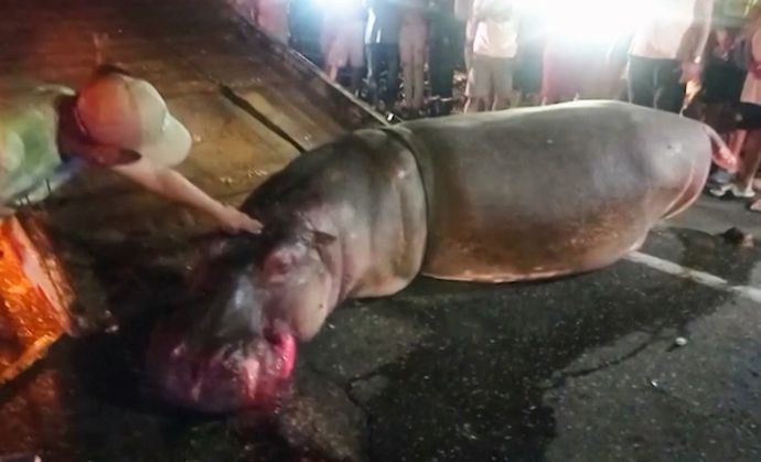 麻薬王エスコバルのカバ、ハイウエーで車に轢かれ死ぬ…繁殖しすぎて問題に！