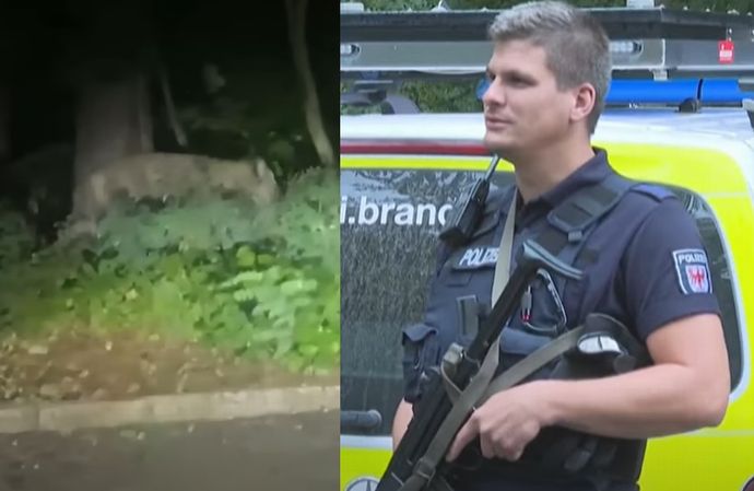 ドイツの首都ベルリン郊外にライオン出没？…警官100人態勢で捜索、ヘリやドローンも出動！