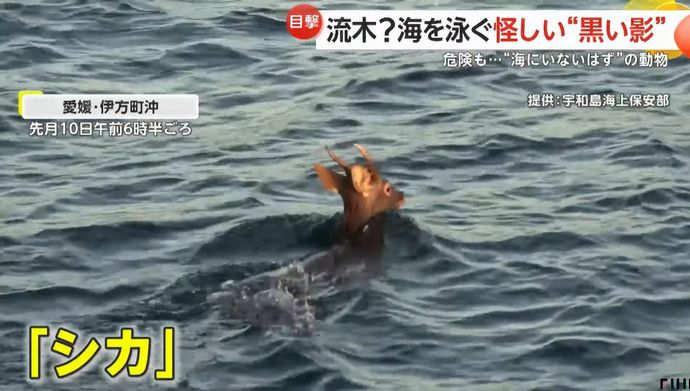 海上保安官「流木があります」→海を泳ぐシカだった…愛媛伊方町沖で目撃！