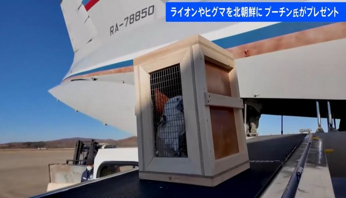 プーチン大統領、北朝鮮にライオン・ヒグマなど動物70匹をプレゼント！