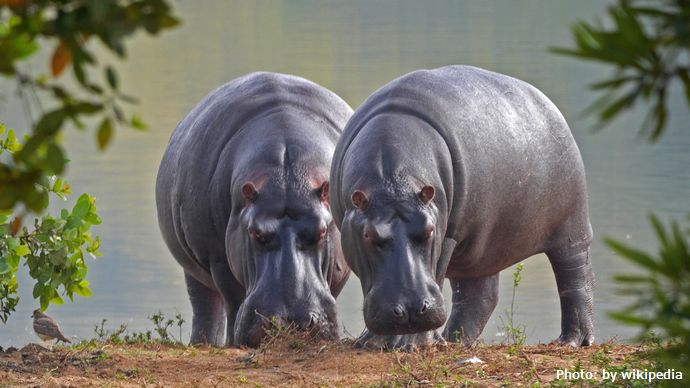 麻薬王エスコバルが輸入したカバ爆増、一部を殺処分へ…コロンビア環境省！