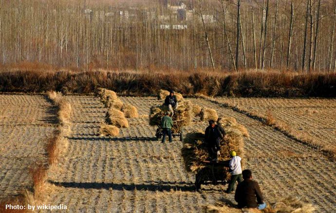 中国の食糧自給率がもう限界…習近平の肝いりで始まった「食糧安全保障政策」！