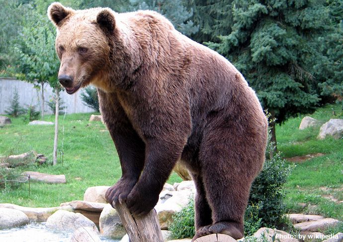 クマによるケガの7割から8割が「頭部」…なぜ顔や頭を狙うのか？！