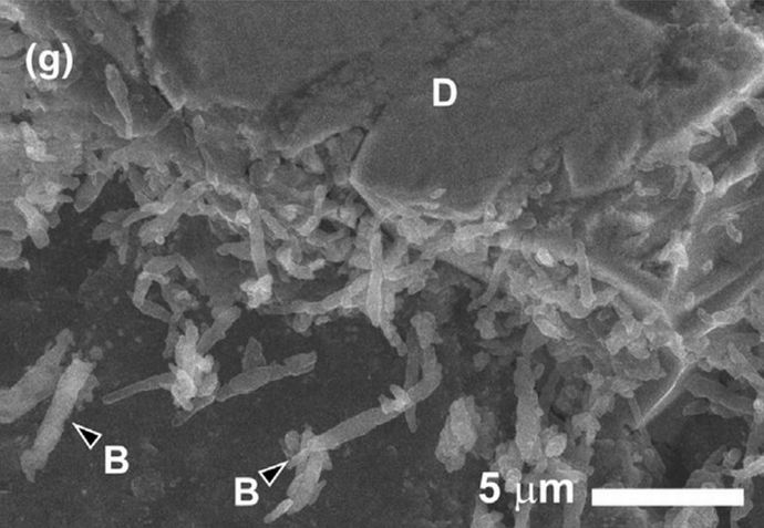 小惑星「りゅうぐう」の砂に微生物、英国での分析中に混入、増殖…将来の生命探査に課題！