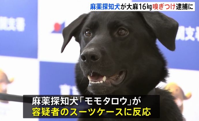 麻薬探知犬「モモタロウ」が大麻約16キロを発見…密輸しようとしたスペイン国籍の男を逮捕！