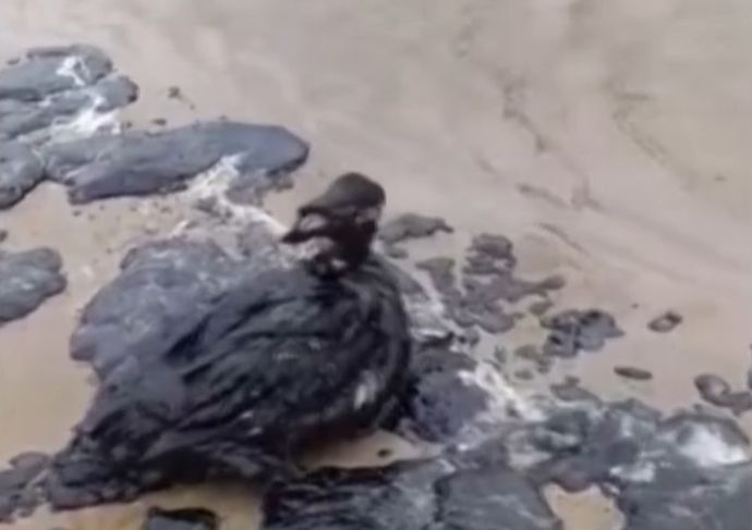 「影響は数十年にも」ロシアタンカー重油流出事故…絶滅危惧種イルカの死体倍増！