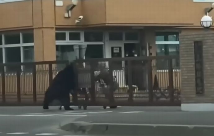 石破総理「クマ駆除に自衛隊の派遣を検討したことがある…銃の管理など、難しいところがあった」！