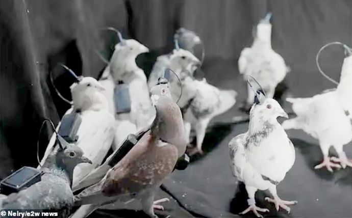 ロシアはハトをバイオドローンに改造し、数百キロ飛行できるように！