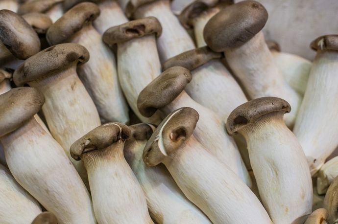 「エリンギ」に制御される新しいロボット誕生…菌類が発する電気信号と光の感度を活用！