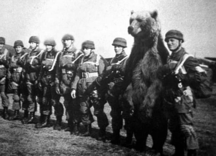 ヒグマ駆除「特殊部隊と戦うようなもの」…北海道の猟友会が協力辞退！